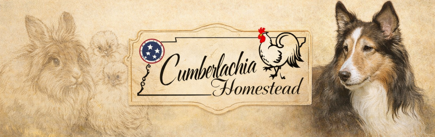  CUMBERLACHIA HOMESTEAD
