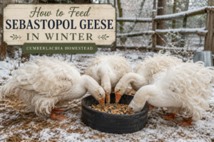 Sebastopol geese eating winter feed from a rubber bowl on a homestead