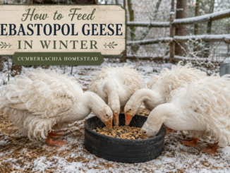 Sebastopol geese eating winter feed from a rubber bowl on a homestead
